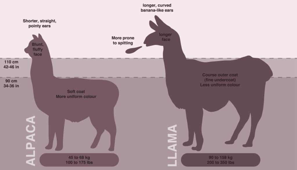Difference Between Llama and Alpaca? - Peru Hop