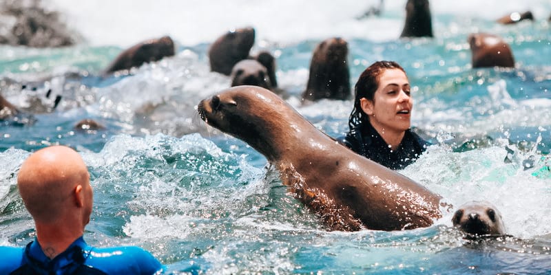 people swimming with Sea Lions at the Palomino’s Island in Lima, Peru