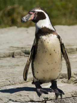 Animals Of Ballestas Islands - Penguin