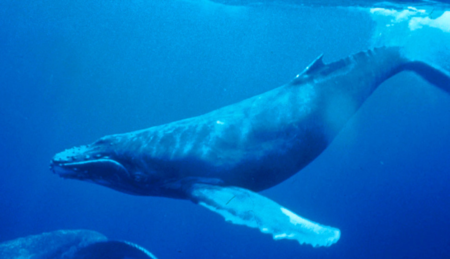 Animals of Ballestas Islands - Humpback Whale Swimming
