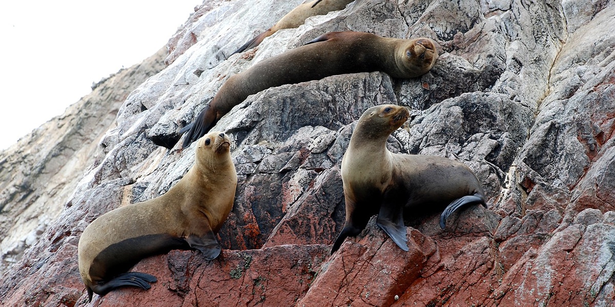 sea lions of peru at the ballestas islands
