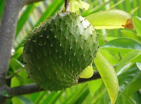 Peruvian fruits - Guanabana