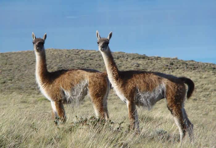 part of the llama family, Guanaco - Difference between llama and alpaca