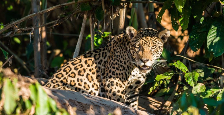 Razones para visitar Perú - Jaguar en la selva peruana