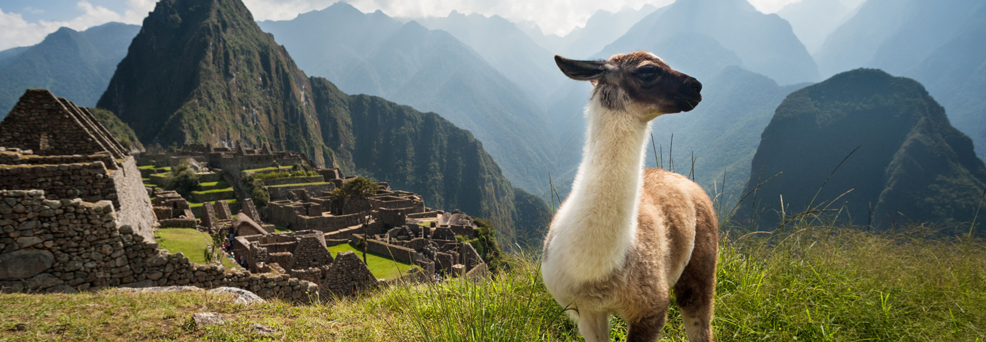 Difference Between Llama and Alpaca? - Peru Hop