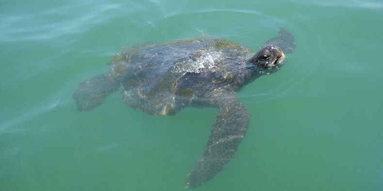 turtle in mancora's sea