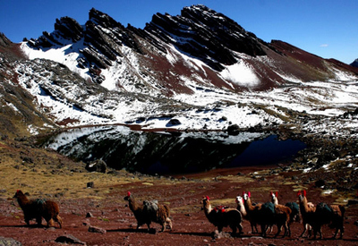 Ausangate Trek Peru - Ausangate mountains with animals in the foreground