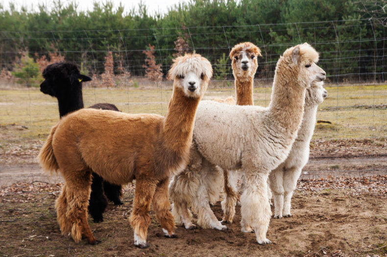 National Alpaca Day is August 1st in Peru