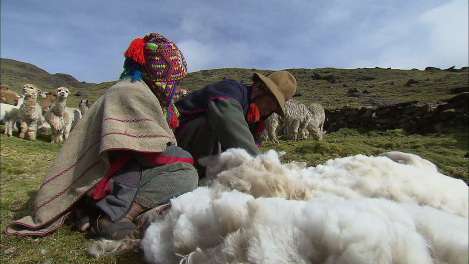 indigenous people shearing alpaca fur - The difference between llama and alpaca