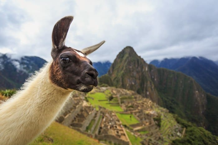 Consejos para viajar por Perú - Llama Machu Picchu